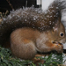 havas mókus mogyoróval
