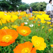 Japán: Virágzó mákmező a tacsikavai Sova emlékparkban.